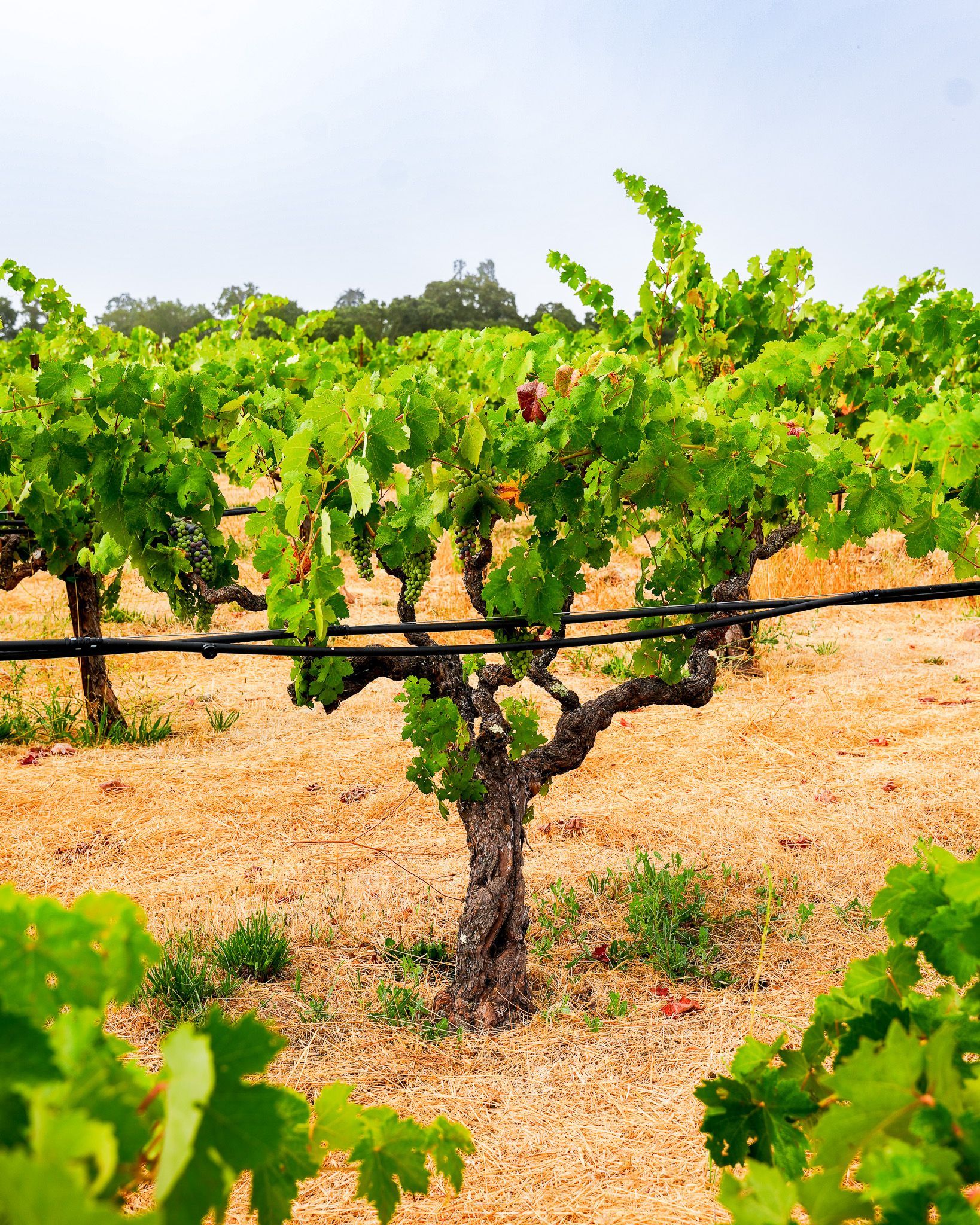 Bedrock Vineyard Old Vine Zinfandel Sonoma County